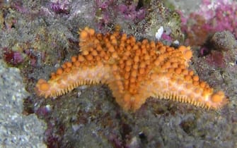 Nuova specie stella marina scoperta nel 2021