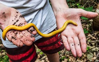 New species of caecilian discovered in 2021