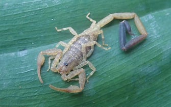 A new species of scorpion discovered in Guatemala in 2021
