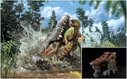 Trovato baby dinosauro nella pancia di un antico coccodrillo