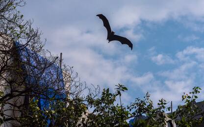 Covid, scoperti nei pipistrelli del Laos 3 virus simili a Sars-Cov-2
