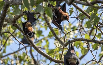 COLOMBO, WESTERN PROVINCE, SRI LANKA - 2019/03/31: Flying fox fruit bats (Pteropus Giganteus - also known as the Greater Indian fruit bat) are hanging from trees in Viharamahadevi Park (formerly Victoria Park), a public park built by the British colonial administration that is the oldest and largest park of Colombo. (Photo by Thierry Falise/LightRocket via Getty Images)