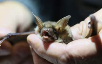 06 October 2021, Saxony-Anhalt, Blankenburg: A bat is checked by Bernd Ohlendorf from the Landesrefenzstelle für Fledermausschutz in Sachsen-Anhalt. During the inspection, the animals and the bat population are checked. The elaborate nocturnal recording of bat occurrences takes up an important part of the work of the Arbeitskreis Fledermaus Sachsen-Anhalt e.V.. Only in this way can bat protection be ensured. 19 different species live in Saxony-Anhalt. Photo: Matthias Bein/dpa-Zentralbild/ZB (Photo by Matthias Bein/picture alliance via Getty Images)