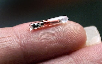 BOCA RATON, UNITED STATES:  (FILES) This 10 May 2002 file photo shows the VeriChip, a product of Applied Digital Solutions, Inc. VeriChip, the world's first implantable radio frequency ID microchip for human use, has been cleared for medical use in the United States by the FDA, (Food and Drug Administration) the company said 13 October, 2004. The system consists of an implantable microtransponder, an inserter, a proprietary hand-held scanner, and secure database containing patient-approved health-care information. About the size of a grain of rice, VeriChip is inserted under the skin in a brief outpatient procedure. Once in, it cannot be seen by the human eye. To read what is in the Veri Chip, a unique 16-digit verification number must be scanned by a company instrument. The captured number in turn links to a database via encrypted Internet access. The health-care information or history stored on the chip can then be read by a doctor, nurse, paramedic or police officer.  AFP PHOTO/FILES/RHONA WISE   (Photo credit should read RHONA WISE/AFP via Getty Images)