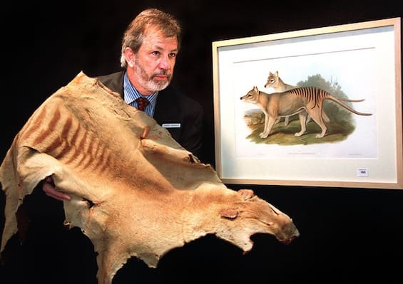 Tasmanian tiger, a study to revive the extinct animal 100 years ago