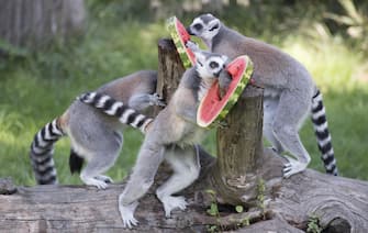 Lemurs refresh themselves with frozen fruit at the Bioparco in Rome, 8 August 2017. ANSA / CLAUDIO PERI
