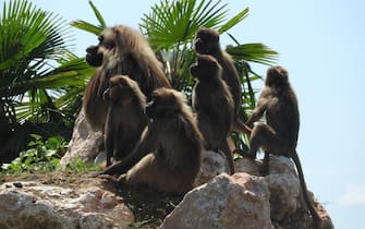 Anche in Italia sono sbarcati i Gelada, le scimmie delle rocce che vivono sugli altipiani dell'Etiopia centrale, tra i 1.800 e i 4.400 metri di quota. Dominick e i suoi 5 figli maschi sono partiti dallo zoo tedesco di Rheine la settimana scorsa e dopo un viaggio di mille chilometri, sono approdati sulla "prateria degli altipiani" del safari africano al Parco Natura Viva di Bussolengo, unico parco zoologico ad ospitarli in Italia. "Scimmie dal cuore sanguinante" per le popolazioni etiopi, inconfondibili grazie ad una delle loro unicità: la macchia rossa e glabra che hanno al centro del petto, utile per indicare lo stato sociale e riproduttivo degli individui. Il 16 agosto 2016. ANSA/ UFFICIO STAMPA PARCO NATURA VIVA   +++ ANSA PROVIDES ACCESS TO THIS HANDOUT PHOTO TO BE USED SOLELY TO ILLUSTRATE NEWS REPORTING OR COMMENTARY ON THE FACTS OR EVENTS DEPICTED IN THIS IMAGE; NO ARCHIVING; NO LICENSING +++
