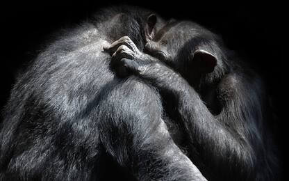 Congo, Gorilla e scimpanzé stringono amicizia all'interno di un parco