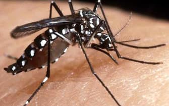 a tiger mosquito