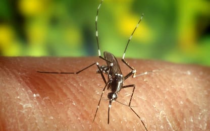 Giornata mondiale della zanzara, a cosa servono in natura?