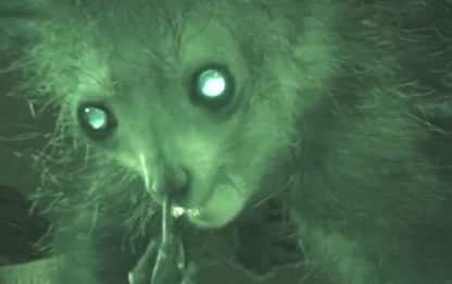 Il video di un lemure che si mette le dita nel naso