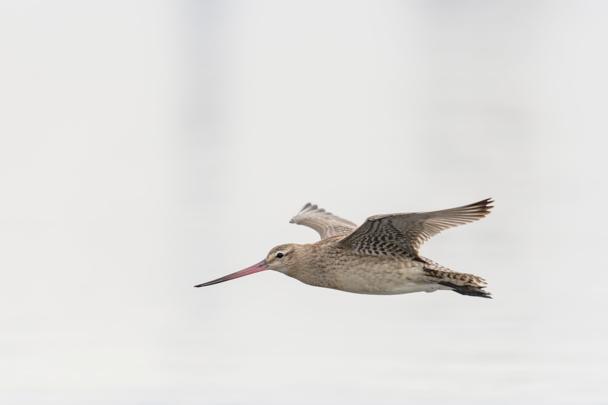 Nuovo record di volo non stop per uccello migratorio: ha percorso 13.560 km