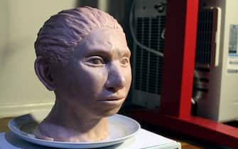 epa07854922 A handout photo made available by the Hebrew University shows a 3D printed reconstruction of what an ancient denisovans female head may have looked like, being displayed in Jerusalem, Israel (released 20 September 2019). The modeling was done using DNA methylation data taken from a small finger bone fragment and teeth recovered in SiberiaÃ¢â¬â¢s Denisova Cave.  EPA/MAAYAN HAREL / HANDOUT  HANDOUT EDITORIAL USE ONLY/NO SALES