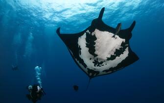 black oceanic giant manta ray and scuba diver in san benedicto island, revillagigedo scuba diving at el boiler