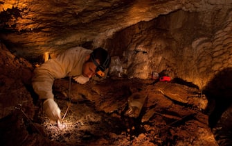 TASMANIA, AUSTRALIA - NOVEMBER 17: Geneticist Bastien Llamas works with Paleontologists to excavate megafauna bones in Dead End Den cave in Reynolds Falls Nature Recreation area, just outside Cradle Mountain National Park on November 17, 2009 in Tasmania, Australia. These scientists hope to use the information gathered to learn more about how megafauna evolved and disappeared. (Photo by Amy Toensing/Getty Images)