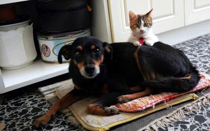Caro vita, ecco quanto costa mantenere un cane o un gatto in Italia