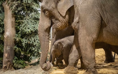 Il Botswana minaccia di trasferire 20mila elefanti in Germania