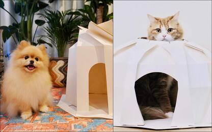 Cani o gatti, chi è più intelligente secondo la scienza? Lo studio