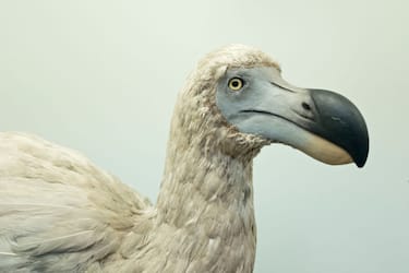 Reconstruction of an extinct Dodo