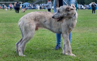 Large irish wolfhound is standing in the green grass with his owner. Pet animals. Purebred dog.