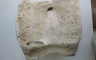 fossile-balena