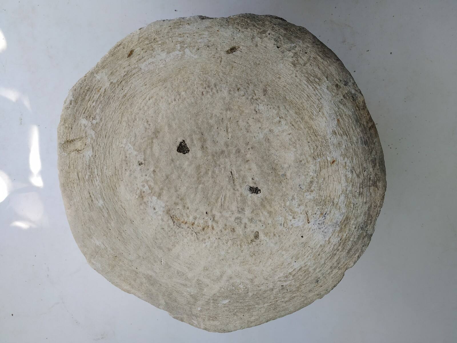Una vertebra caudale del fossile scoperto a 2 km dalla spiaggia di Viareggio
