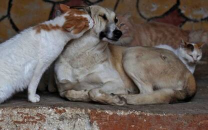 Ibernazione animali, startup Usa promette criogenesi per cani e gatti