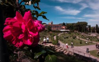 The municipal rose garden of Rome where numerous varieties of roses are grown, open every year from april.  on April 27, 2023 in Rome, Italy. (Photo by Andrea Ronchini/NurPhoto via Getty Images)