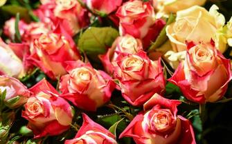 Flowers. Bunch of red and yellow roses. (Photo by: Andia/Universal Images Group via Getty Images)