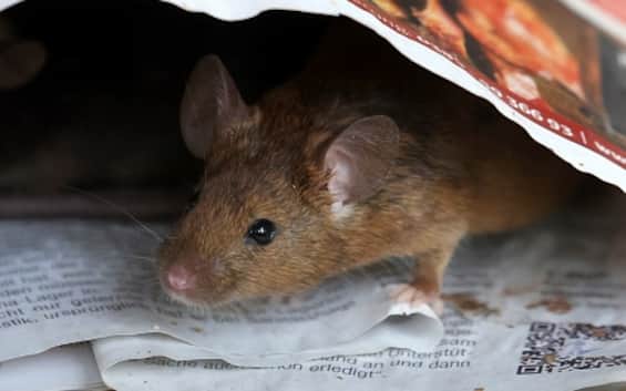 What does a rat see?  Algorithm decodes rodent brain signals into images