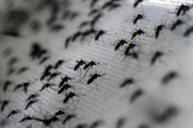 Ecco come le zanzare ci trovano su lunghe distanze: lo studio