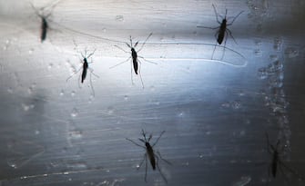 RECIFE, BRAZIL - JUNE 02: Aedes aegypti mosquitos are seen in a lab at the Fiocruz Institute on June 2, 2016 in Recife, Brazil. Microcephaly is a birth defect linked to the mosquito-borne Zika virus where infants are born with abnormally small heads. The Brazilian city of Recife and surrounding Pernambuco state remain the epicenter of the Zika virus outbreak, which has now spread to many countries in the Americas. A group of health experts recently called for the Rio 2016 Olympic Games to be postponed or cancelled due to the Zika threat but the WHO (World Health Organization) rejected the proposal.  (Photo by Mario Tama/Getty Images)