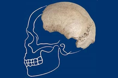 Trovato nel fiume Po il cranio di un homo sapiens del Paleolitico