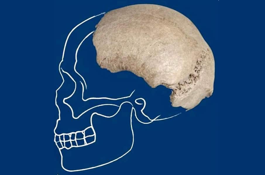 cranio homo sapiens