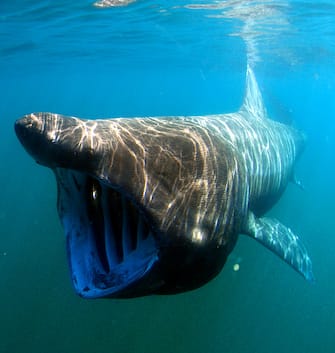 Basking shark (Cetorhinus maximus).  (Photo by: HUM Images/Universal Images Group via Getty Images)