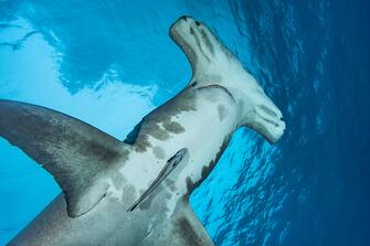 BAHAMAS, CARIBBEAN SEA - DECEMBER 2007: A great hammerhead shark (Sphyrna mokarran) swimming close to the surface on December 24, 2007 in Bimini, Bahamas, Caribbean Sea. Sphyrna mokarran is between 3.5 and 6 m long and can weigh up to 500 kg .  Great hammerhead shark is in danger of extinction and was placed on the IUCN Red List in June 2004. (Photo by Alexis Rosenfeld/Getty Images)