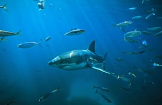 Great white shark (Carcharodon carcharias), swimming through a school of Tommy roughs (Arripis georgianus).  Neptune Islands, South Australia.  (Photo by Auscape/Universal Images Group via Getty Images)