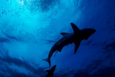 A black-tip sharks is seen swimming during a baited shark dive in Umkomaas near Durban, South Africa, on December 10, 2020. - Aliwal Shoal, a fossilised sand dune that lies about 4km offshore from the coastal town of Umkomaas, is one of the few places in the world where divers can dive without a cage with Oceanic Blacktip sharks and Tiger Sharks, as the apex predators are attracted by a bait drum filled with sardines. Although this activity still attracts many divers and tourists every year, organisers had to change the name from "tiger shark dive" because of the decrease in their numbers - a decrease environmentalists and dive organisers blame mostly on the shark control devices installed from the 1950's. (Photo by Michele Spatari / AFP) (Photo by MICHELE SPATARI/AFP via Getty Images)