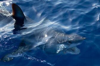 ISLAMORADA, FL - MAY 26: Mako shark in Islamorada, Florida.  (Photo by Ronald C. Modra/Getty Images)