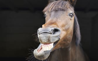 A horse bares it's teeth as if to be laughing.