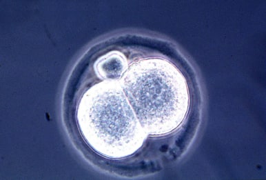 Per la prima volta embrioni di topo si sono sviluppati nello spazio