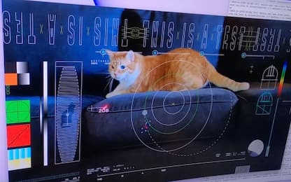 Nasa, gatto protagonista del primo video dallo spazio via laser