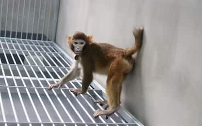 Cina, ecco il primo clone sano di scimmia: si chiama ReTro