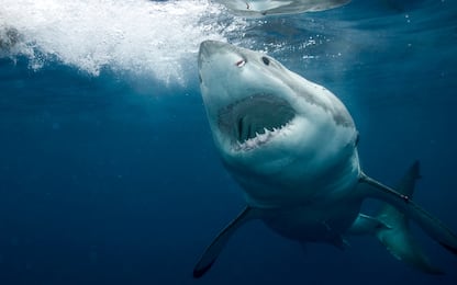 Pisa, rivelato l’aspetto dello squalo preistorico Megalodon