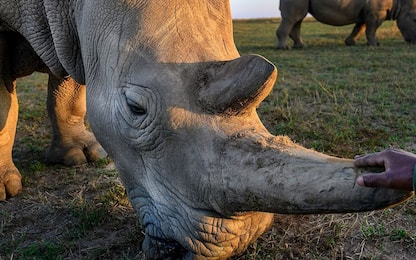 Pericolo estinzione rinoceronte bianco, ottenuta prima gravidanza