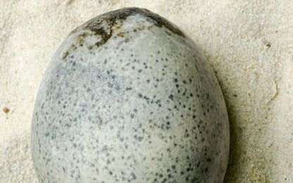La strana storia dell'uovo romano ancora intatto dopo 1.700 anni