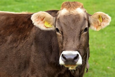 Brasile, prima mucca transgenica che produce insulina umana nel latte