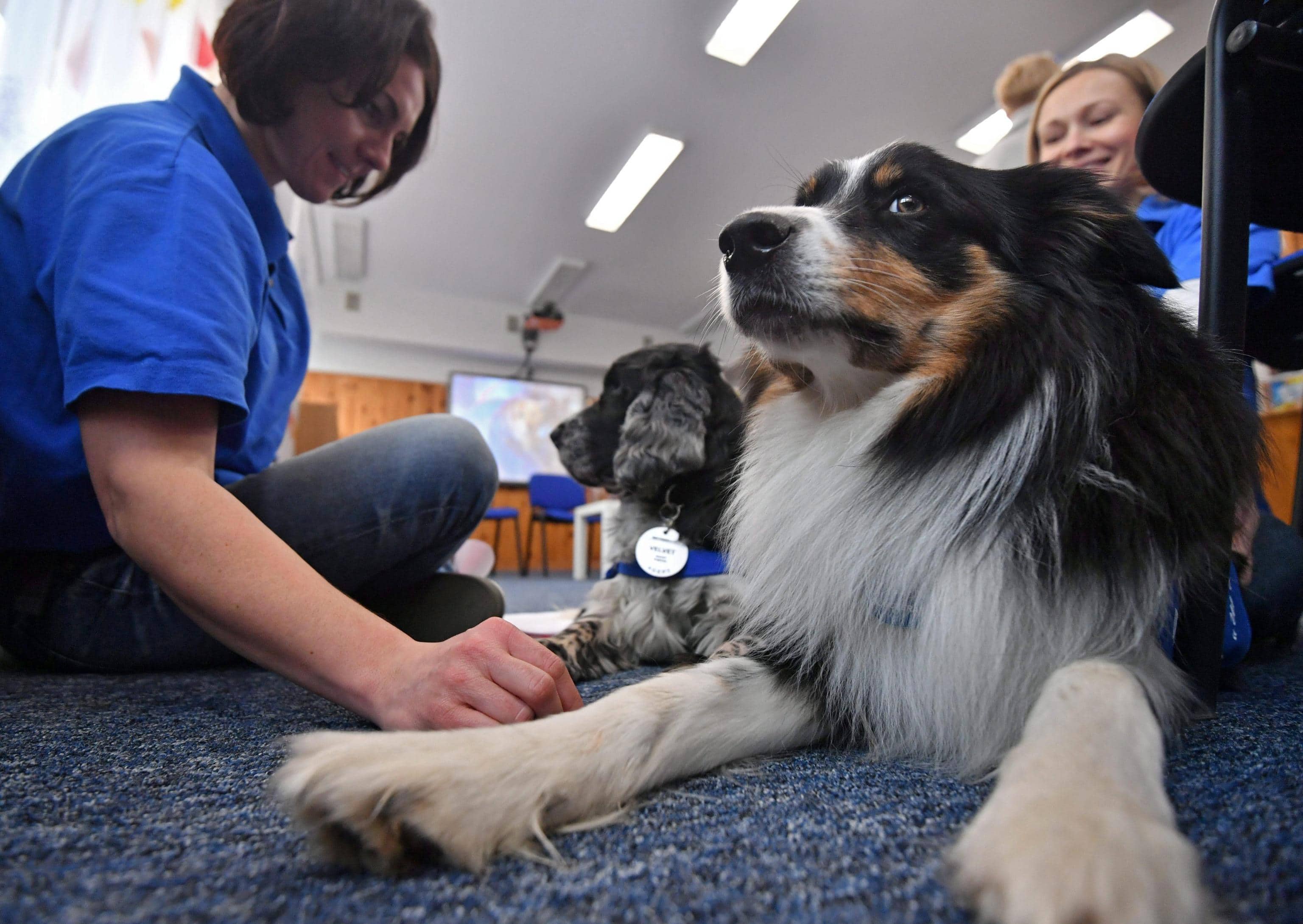 Cani per la terapia dello spettro autistico in un ambulatorio in Polonia