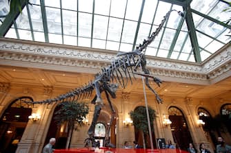 PARIS, FRANCE - JUNE 06: The Skeleton of a close relative of the Diplodocus (157,3 to 152,1 million years old), surnamed Skinny is displayed in the lobby of the Intercontinental Paris Le Grand hotel prior to be sold on auction by Aguttes on June 6, 2019 in Paris, France. This skeleton, 12,95 meters long and 6,20 meters high, discovered in the state of Wyoming, in the western United States will be sold on June 13 by the auction house Aguttes, it is estimated between 1.2 and 1.8 million euros.  (Photo by Chesnot/Getty Images)