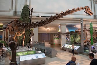 A Diplodocus dinosaur skeleton (C) is on display in the National Fossil Hall, featuring around 700 fossil specimens that track the history of life on the planet from dinosaurs to mammals, during a media preview of the new exhibition at the Smithsonian's National Museum of Natural History in Washington, DC, June 4, 2019. - The exhibition tells the story of 3.7 billion years of life on Earth, highlighting connections between ecosystems, climate, geological forces and evolution. (Photo by SAUL LOEB / AFP)        (Photo credit should read SAUL LOEB/AFP via Getty Images)